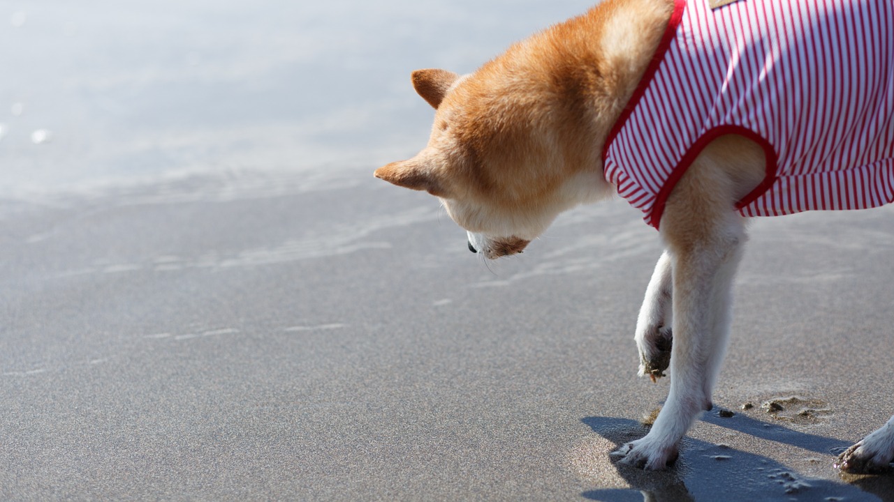 犬は意外に大根好き 効果的な与え方と犬が喜ぶ食べさせ方 わんこ飯 Com