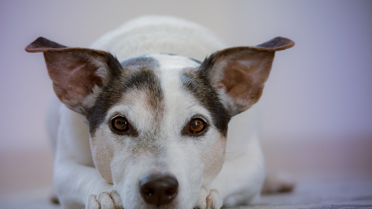 結局 犬には手作りごはんとドッグフード どっちがいいのか って話 わんこ飯 Com