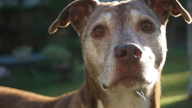 犬にキャベツを大量に食べさせると危険らしいので上限量を計算してみた わんこ飯 Com